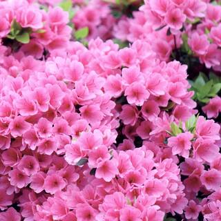 national PLANT NETWORK 2.25 Gal. Pink Ruffles Azalea Plant with Pink Blooms HD7624