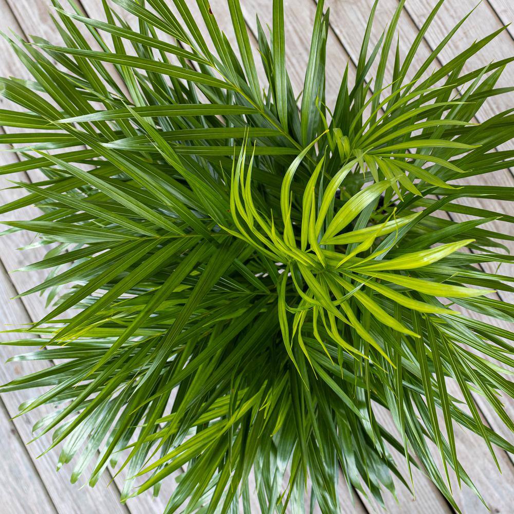 United Nursery Areca Palm Dypsis lutescens Live Indoor Outdoor Houseplant in 10 inch Grower Pot 21252