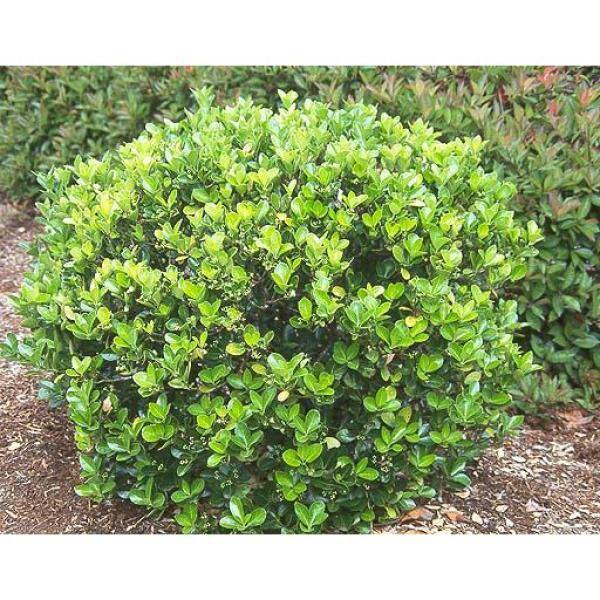 Online Orchards 1 Gal. Evergreen Wintercreeper Euonymus Shrub Evergreen Glossy and Lustrous Leaves also Drought and Cold Tolerant SBEU002