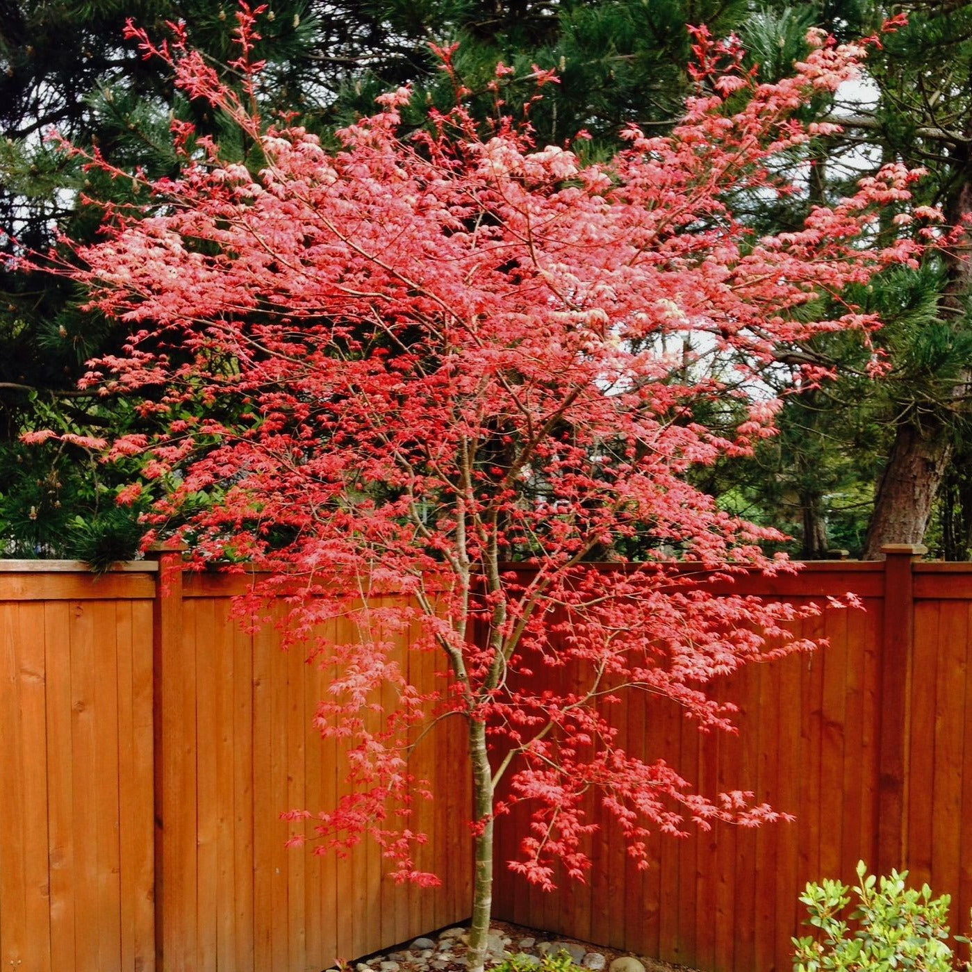 Shin Deshojo Japanese Maple