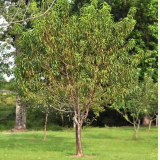 Southern Living 7 Gal. Belle of Georgia Peach Tree PCHBEL07G