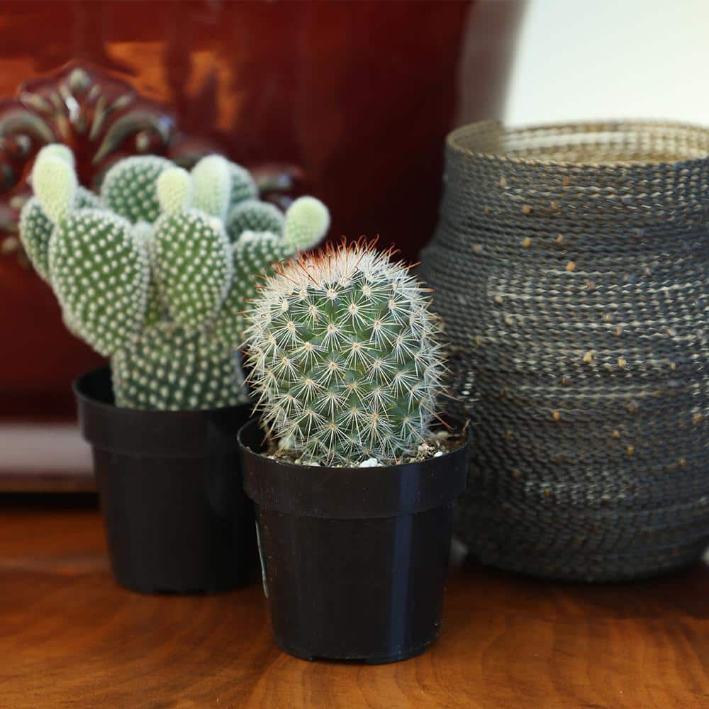 SMART PLANET 2.5 in. Cactus Collection Plant (8-Pack) 0880054