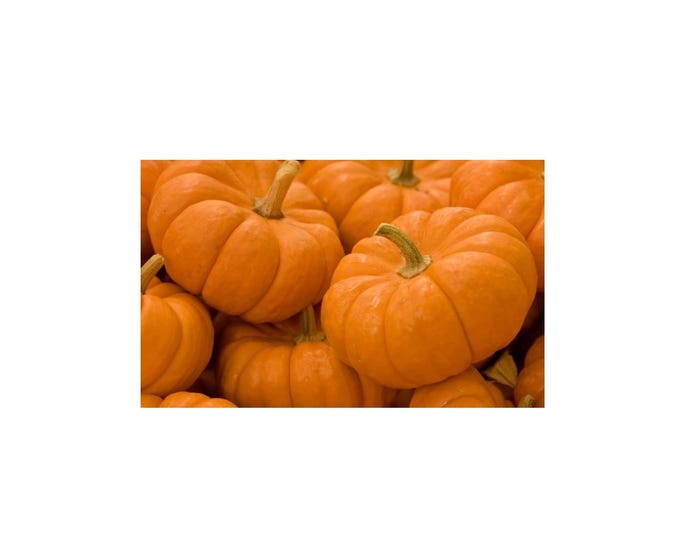 5 Count Mini Pumpkins