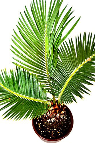 9GreenBox - Sago Palm - 4.5