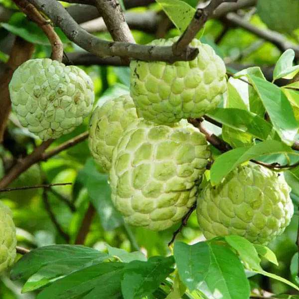 Annona Squamosa Sharifa, Custard Apple, Sitafal - 0.5 kg Seeds