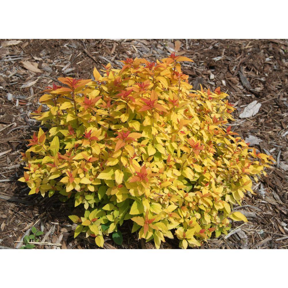 PROVEN WINNERS 1 Gal. Double Play Candy Corn Spirea (Spiraea) Live Shrub Purple Flowers and Orange Red and Yellow Foliage SPIPRC1096101