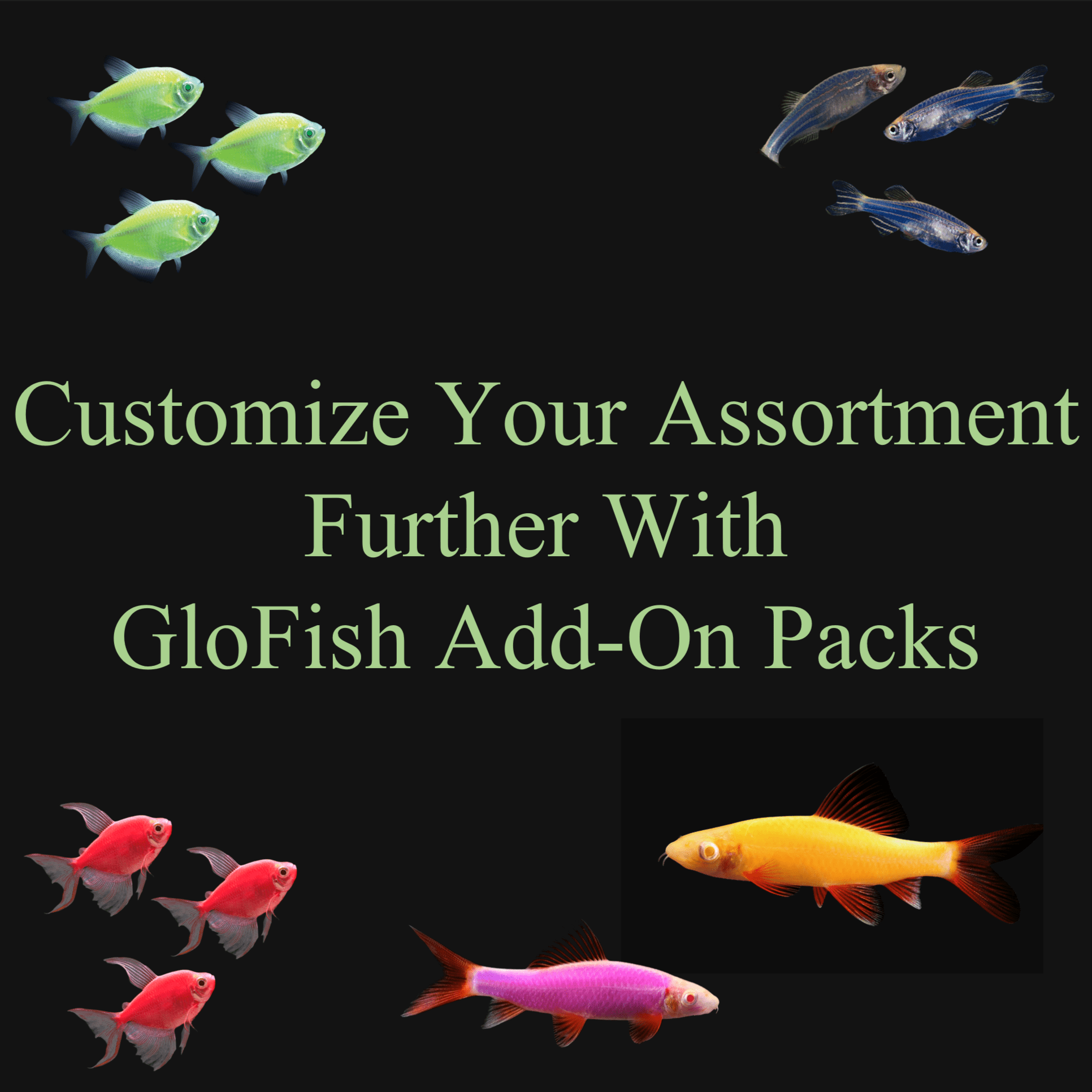 GloFish®Long-Fin White Skirt Tetra Sunset 6ct Live Fish Assortment