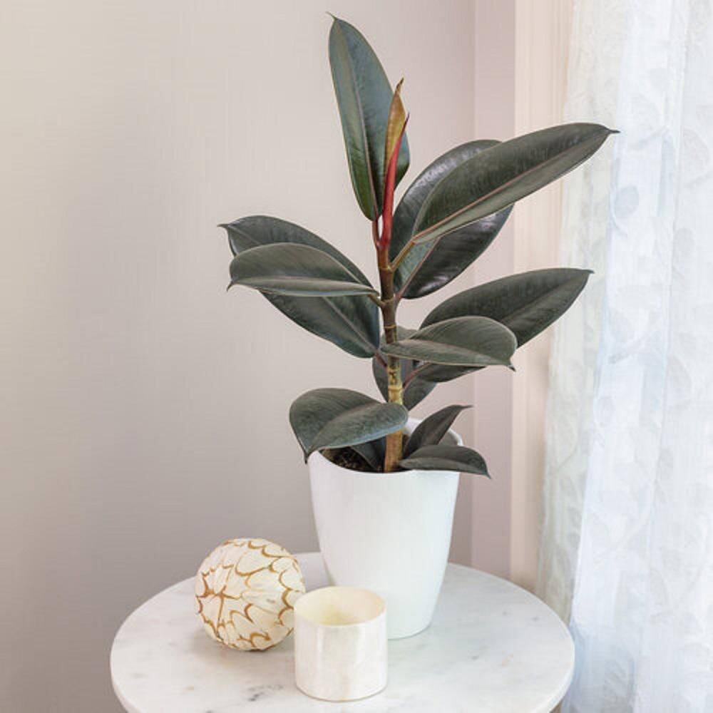 PROVEN WINNERS leafjoy Collection Ficus Elastica Abijan (Rubber Plant) Live Indoor Plant in 5 in. Ceramic Pot Avg Ship Height 15 in. PWFEA4SEA1PK