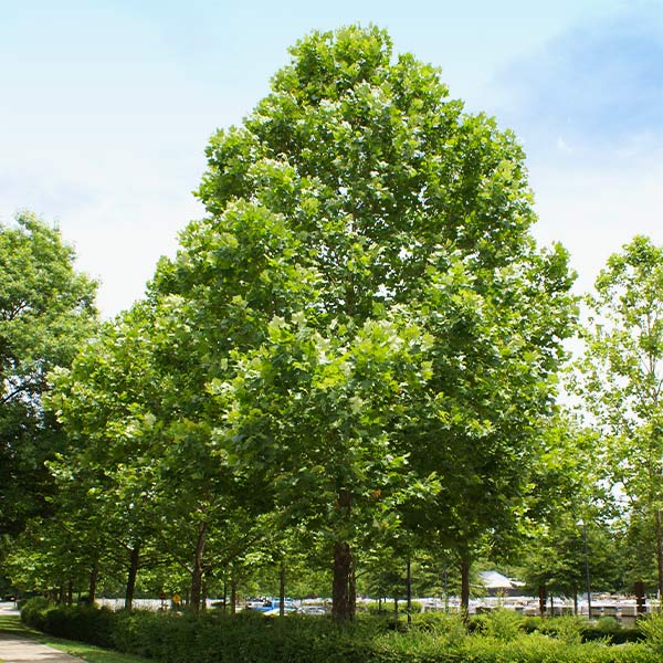 American Sycamore Tree