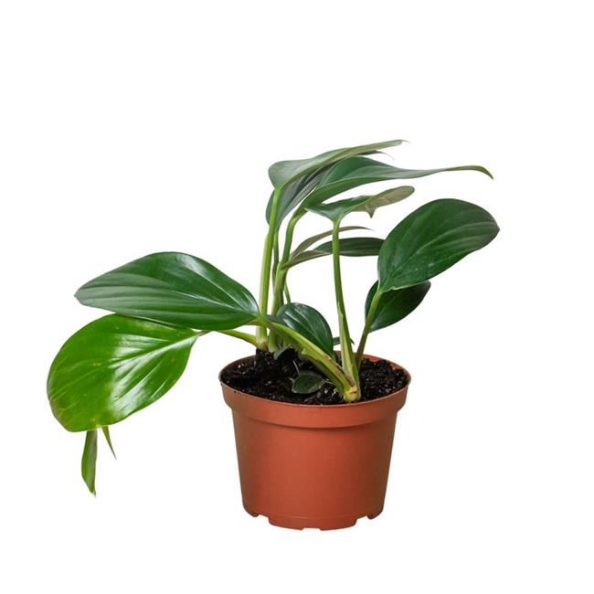 House Plant Dropship 4-PHILODENDRON-DRAGON.TAIL 4 in. Philodendron Dragon Tail Pot