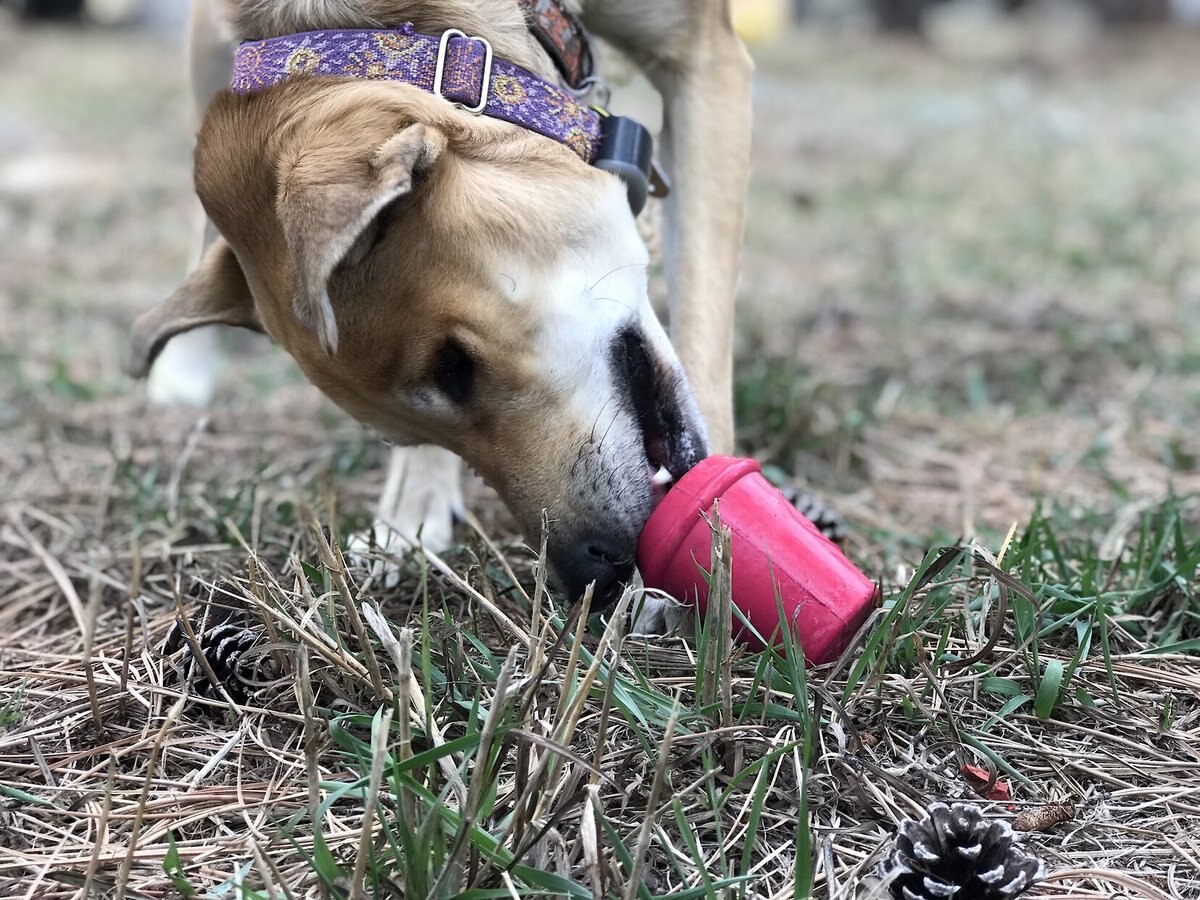 MuttsKickButt Coffee Cup Treat Dispensing Tough Dog Chew Toy