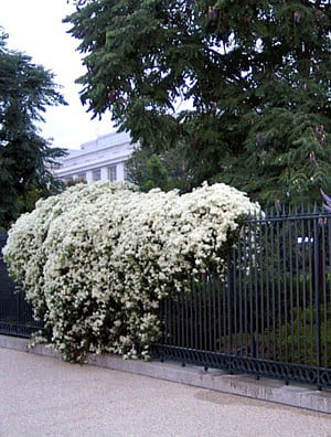 Sweet Autumn Clematis Vine  - Clematis paniculata - Fragrant - 2.5