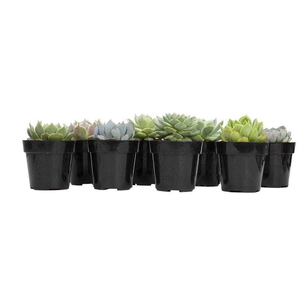 SMART PLANET 2.5 in. Echeveria Collection Plant (8-Pack) 0880055