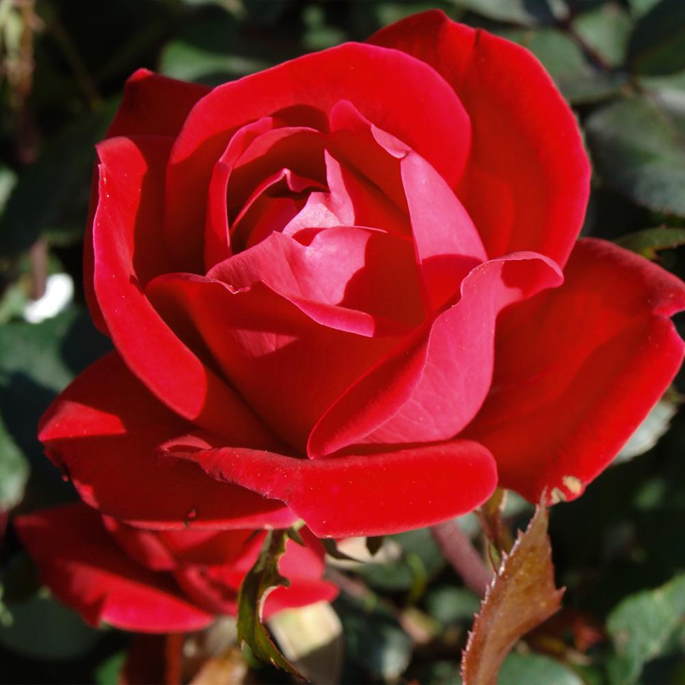 Double Knock Out® Rose