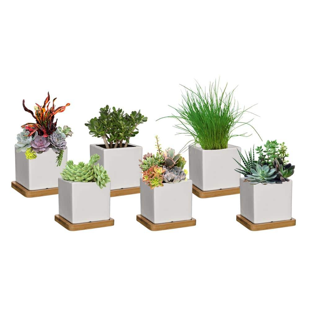 CHG CLASSIC HOME  GARDEN 3.5 in. Nova White Ceramic Planter with Tray (6-Pack) K90031