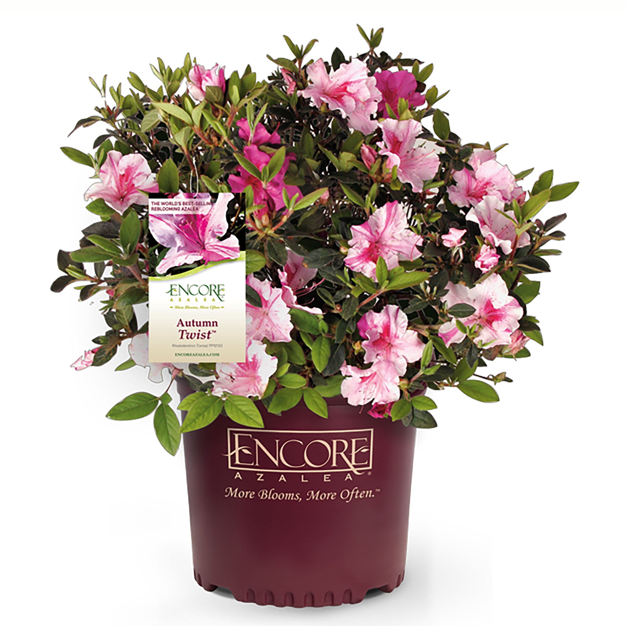 Encore Azalea Autumn Twist Live Shrub (1 Gallon)