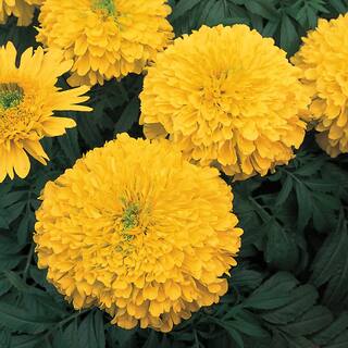 10 in. Large African Yellow Marigold Plant (12-Pack) 66814