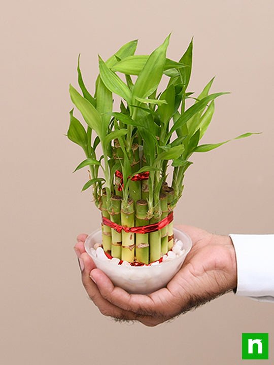 2 Layer Lucky Bamboo Plant in a Bowl with Pebbles