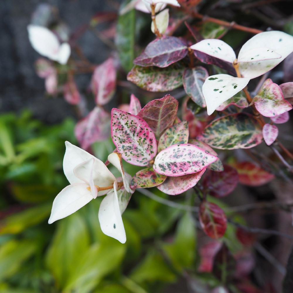 Snow-N-Summer™ Asiatic Jasmine Shrub