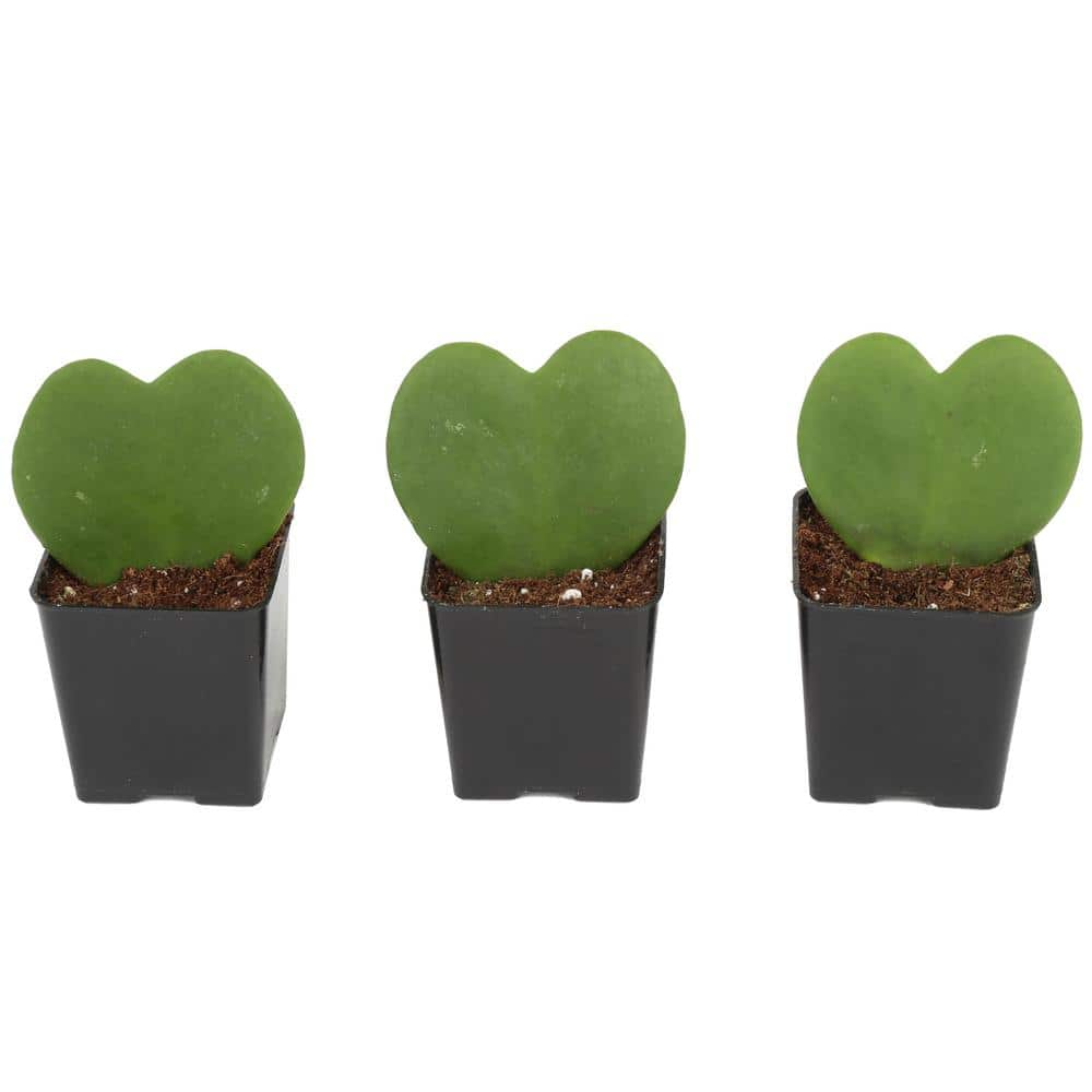 Costa Farms Hoya Kerrii Heartshaped Indoor Plant in 2.5 in. Grower Pot Avg. Shipping Height 5 in. Tall (3-Pack) 2.5HOYAGP3PK