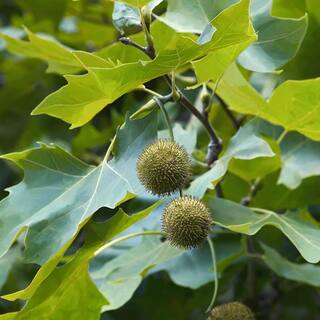 5 gal. American Sycamore Tree SYCAME05G