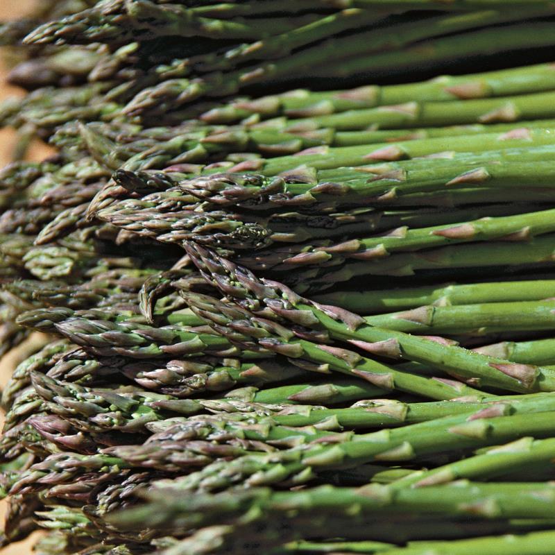 Jersey Knight Asparagus