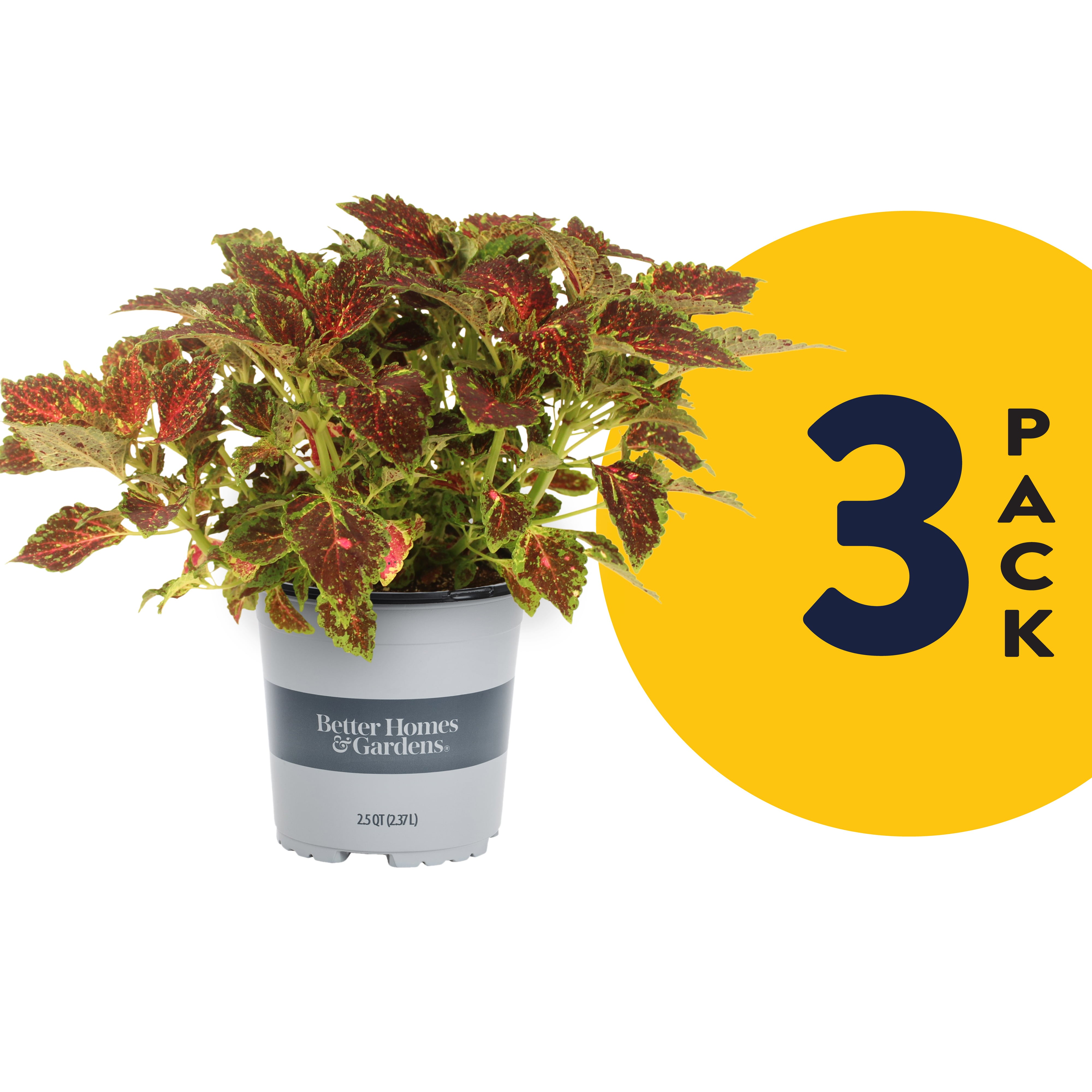 Better Homes and Gardens Coleus 2.5QT Multi-color Live Plants (3 Pack) with Grower Pots