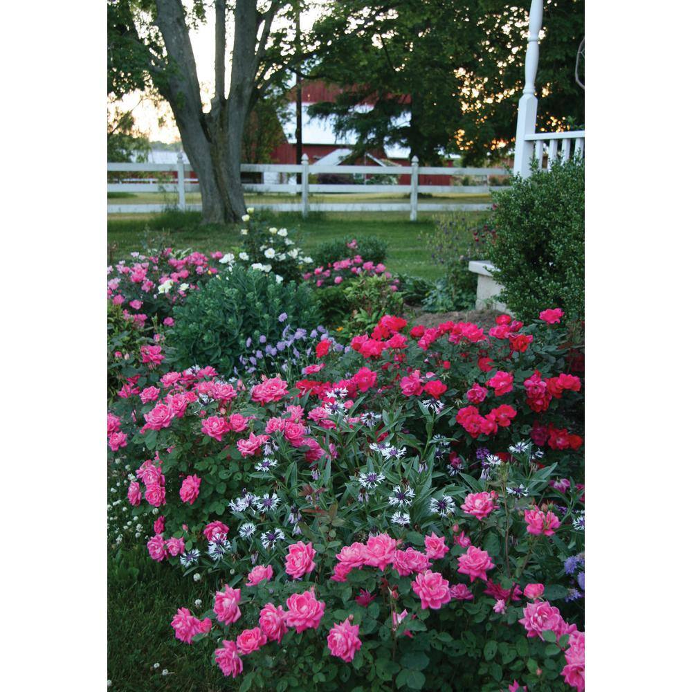 KNOCK OUT Dormant Bareroot Pink Double Knock Out Rose Bush with Pink Flowers 88458