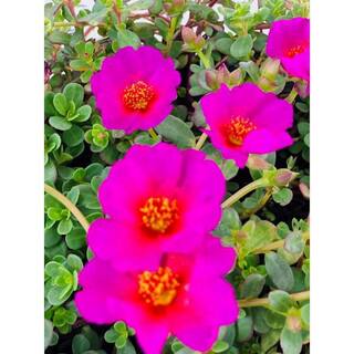 Vigoro 1.8 Gal. Purslane Plant Purple Flowers in 11 in. Hanging Basket DC11HBPURSPUR