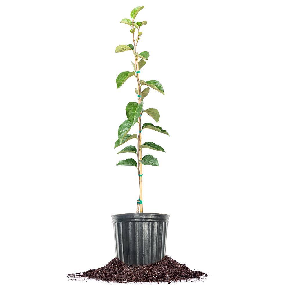 Perfect Plants 4.5 ft. Tall Ichi-Ki-Kei-Jiro Persimmon Tree in Grower's Pot Hardy Non-Astringent Yields THD00583