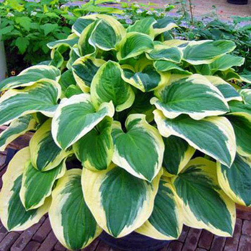 Diana Rememered Hosta - Quart Pot - Fragrant White Flowers