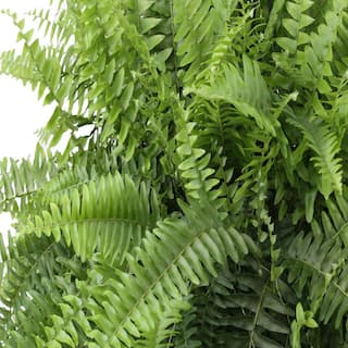 Costa Farms Boston Fern IndoorOutdoor Plant in 10 in. Hanging Basket Avg. Shipping Height 1-2 ft. Tall 10BOSTHB