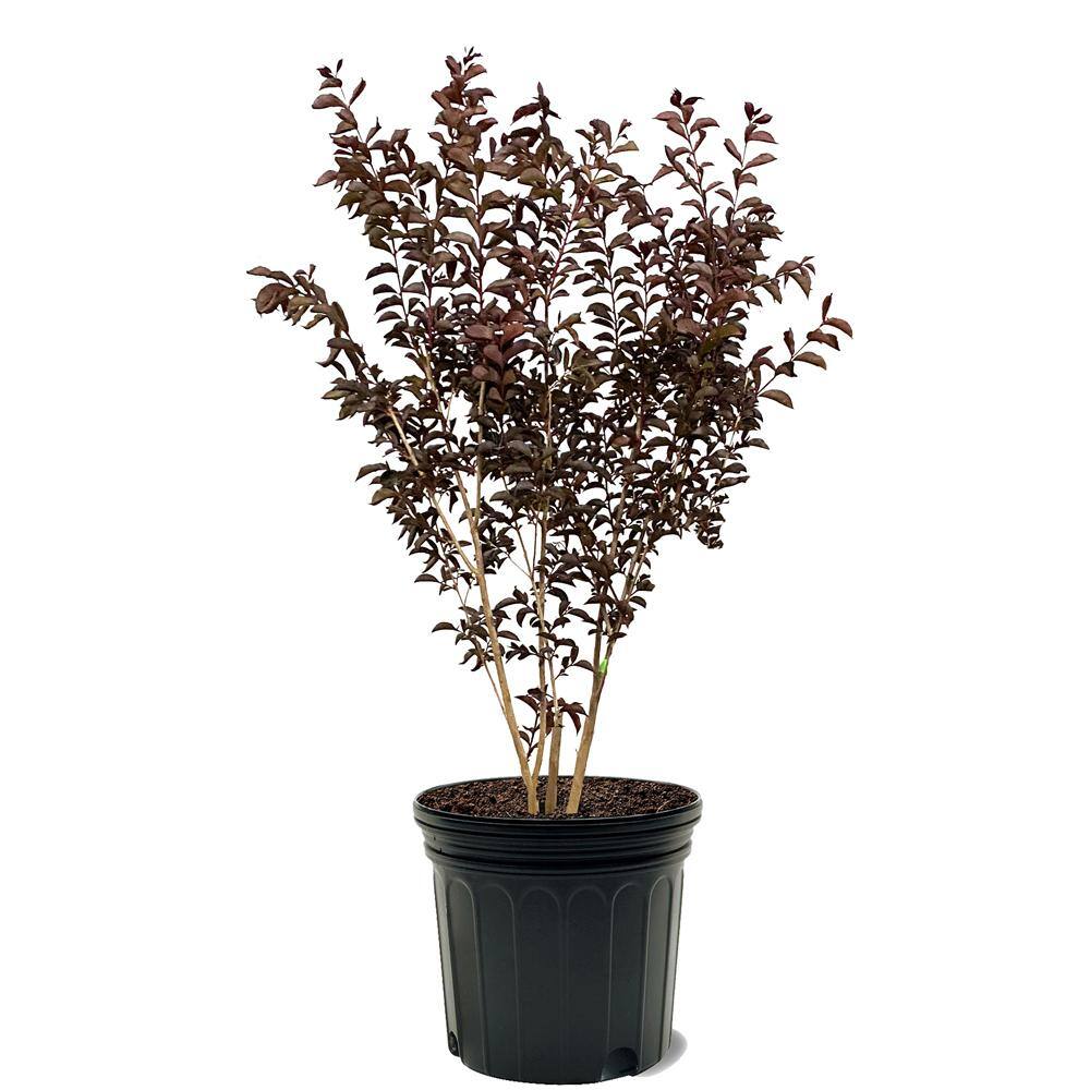 FIRST EDITIONS 7 gal. Twilight Magic Crapemyrtle Flowering Shrub with White Flowers CRMTMA07G