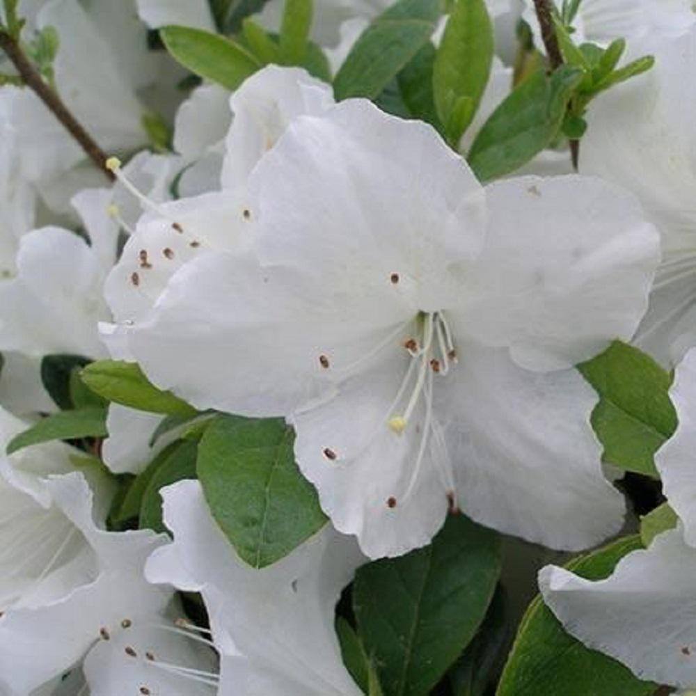 BELL NURSERY 1 Gal. Delaware Valley White Azalea Live Flowering Evergreen Shrub White Flowers AZLEA1DEL1PK
