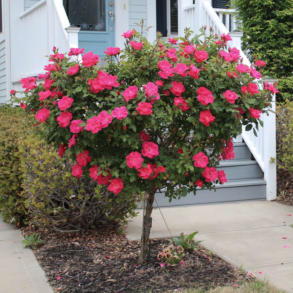 Knock Out® Rose Tree