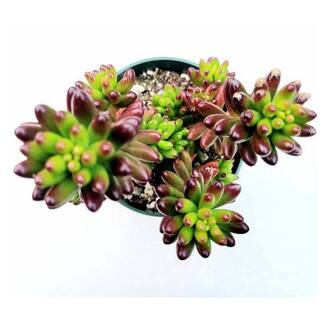 Zeus  Ruta Sedum Rubrotinctum Drought Tolerent Pet-Safe Spreading in Pots (1-Pack) W1012-SR1