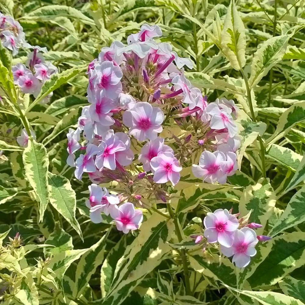 VAN ZYVERDEN Tall Phlox Variegated Paniculata Nora Leigh (Set of 3 Roots) 83858