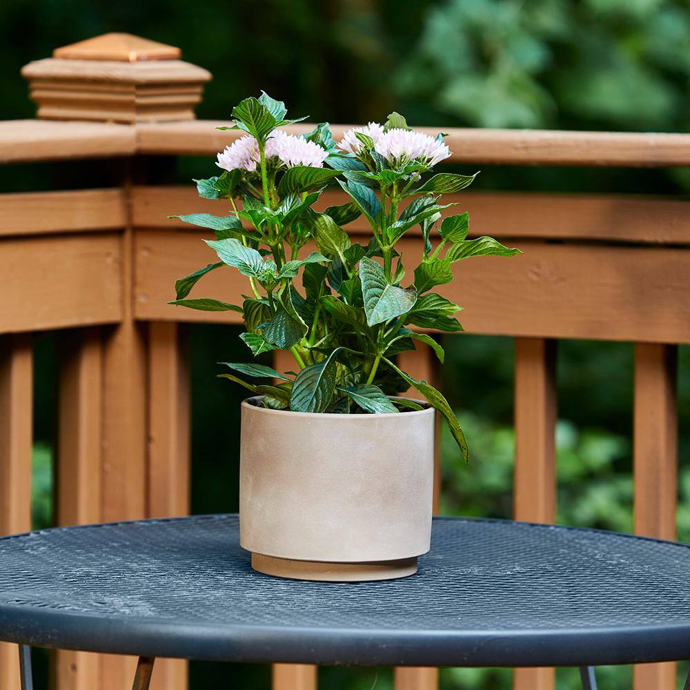 Southern Patio Cylinder Small 6 in. x 5.3 in. 1.5 Qt. Chocolate Clay IndoorOutdoor Pot CLY-082958