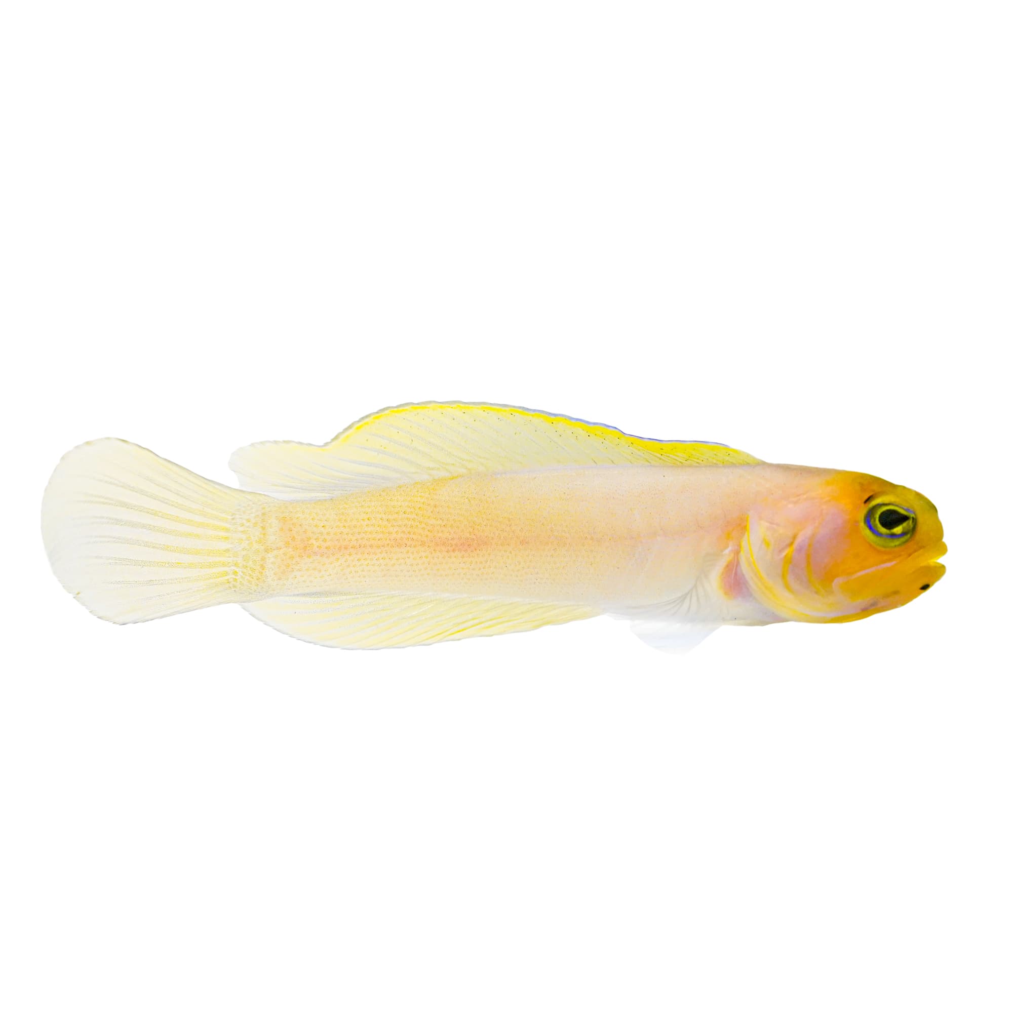 Yellowhead Jawfish (Opistognathus aurifons)