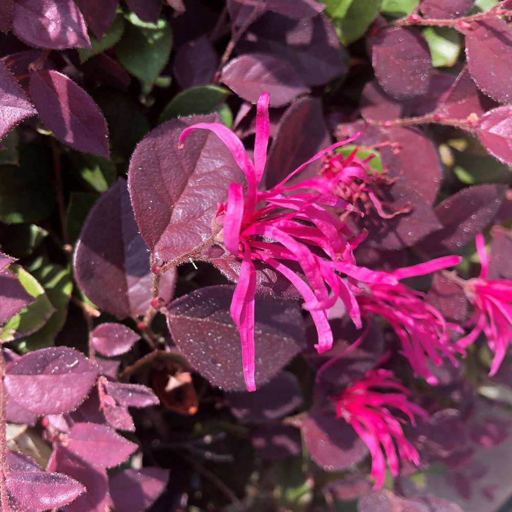 SOUTHERN LIVING 2 Gal. Purple Daydream Loropetalum Shrub with Pink Blooms in the Spring 14373