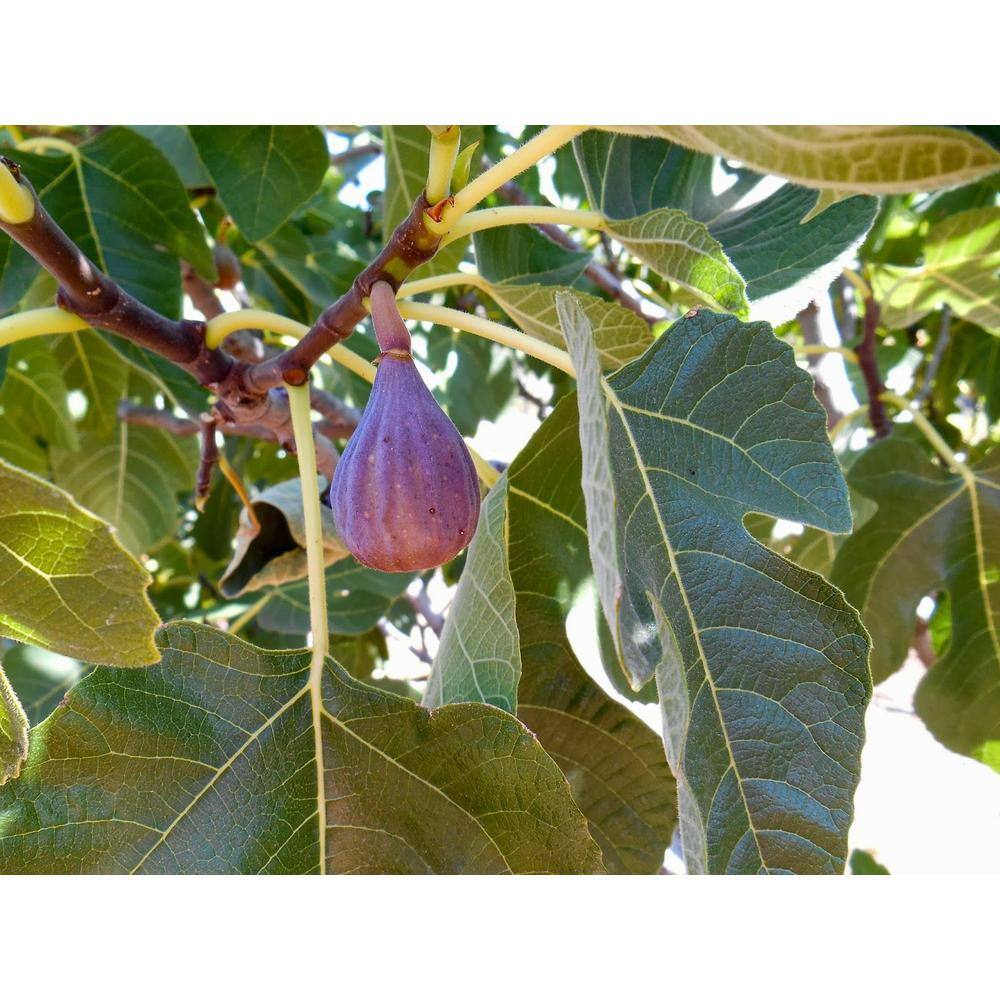 Wekiva Foliage Olympian Fig Tree - Live Plant in a 4 in. Pot - Ficus Carica 'Olympian' - Edible Fruit Tree for The Patio and Garden XY-CEDV-FYQ5