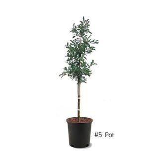 SOUTHERN LIVING 5 Gal. Methley Plum Tree PLUMET05GSL