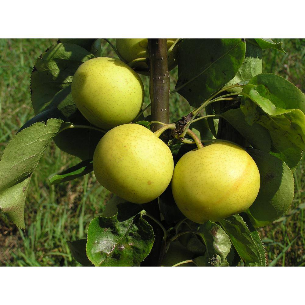 Online Orchards Dwarf Nijisseiki Asian Pear Bare Root FTAS004
