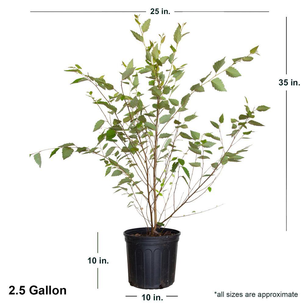 FLOWERWOOD 2.5 Gal. - River Birch Deciduous Tree 04503FL