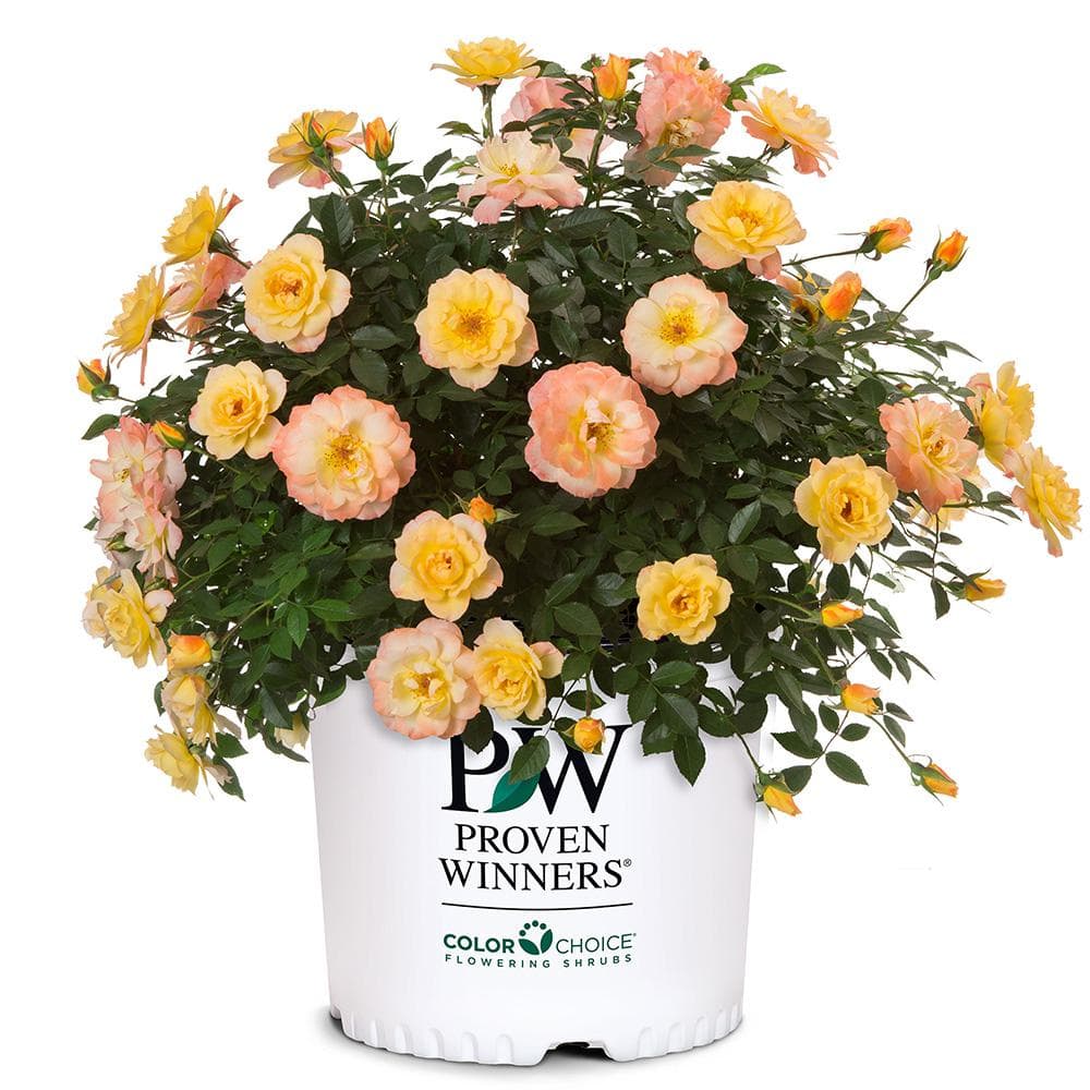 PROVEN WINNERS 2 Gal. Oso Easy Italian Ice Rose Plant with Soft Yellow and Pink Flowers 16884