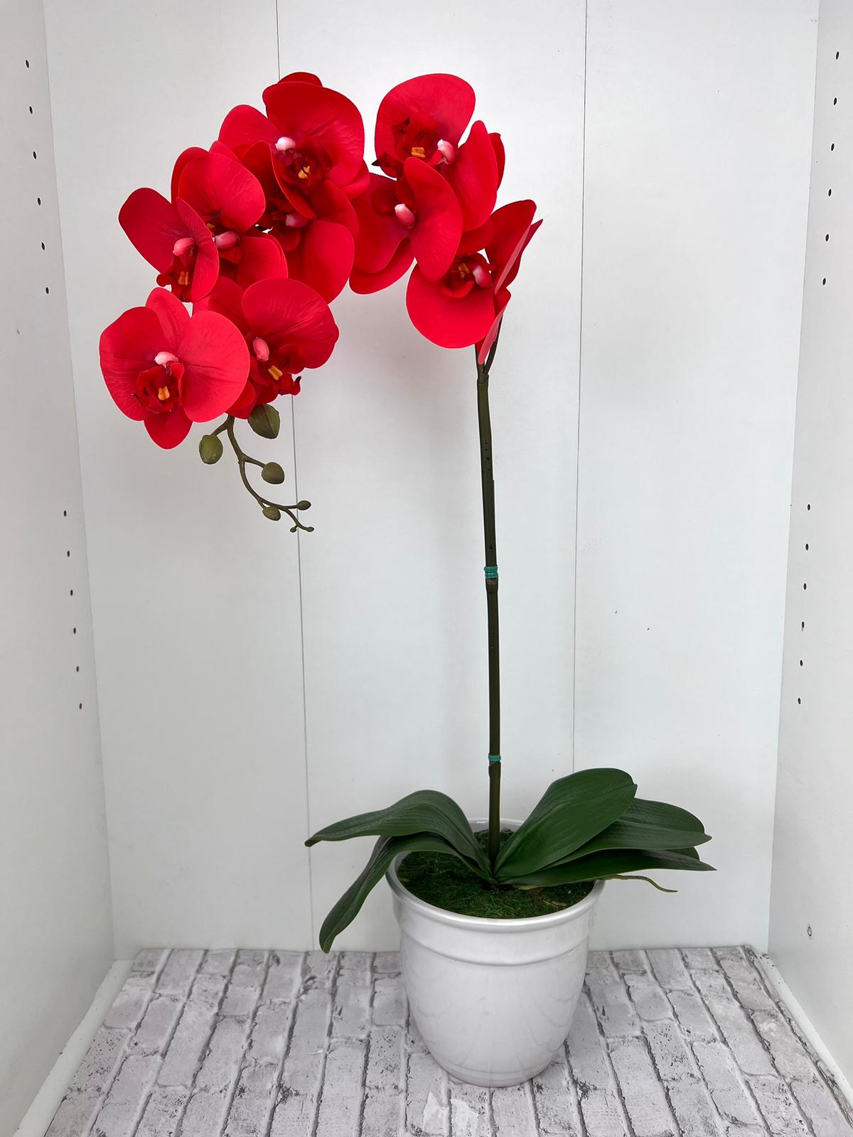 Gorgeous Red Orchid in Ceramic Pot