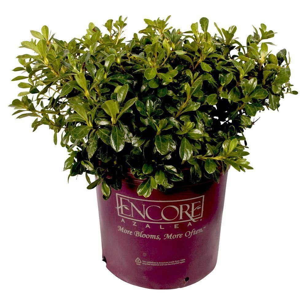ENCORE AZALEA 3 Gal. Autumn Princess Shrub with Salmon-Pink Reblooming Flowers 80363