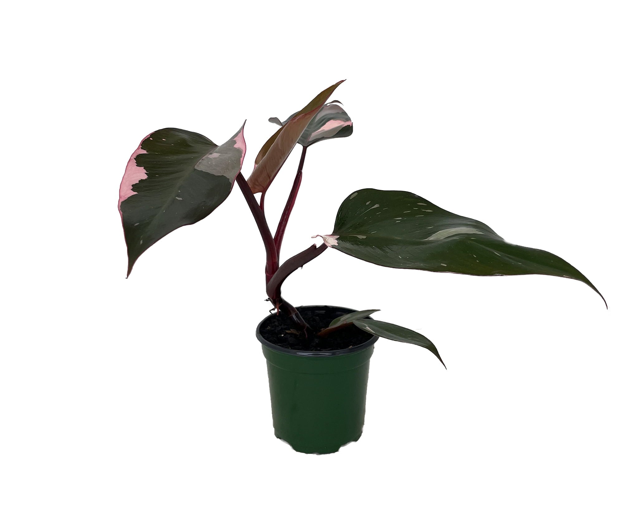 Rare Pink Princess Philodendron - 4