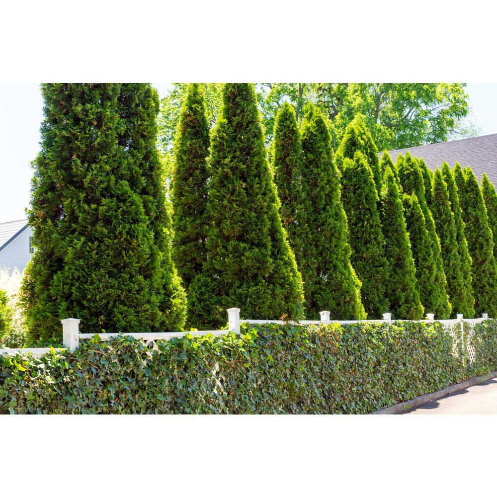 BELL NURSERY 3 Gal. Emerald Green Arborvitae (Thuja) Live Evergreen Shrub THUJA3SGD1PK