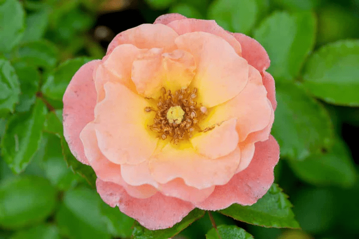 1 Gal. Peach Drift Rose Bush - Reblooming Peach Colored Roses